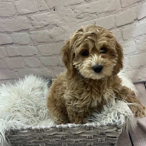Cockapoo-DOG-Female-Apricot-9990-Petland Monroeville, PA