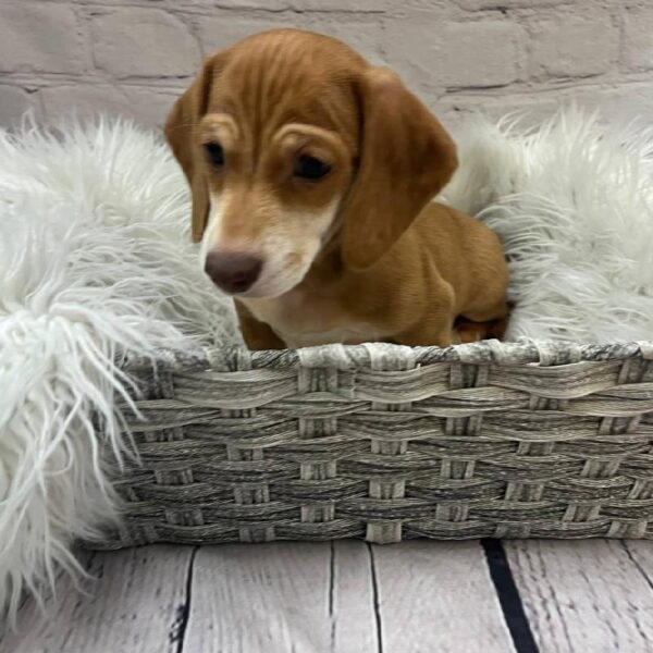 Dachshund-DOG-Male-Red-9991-Petland Monroeville, PA