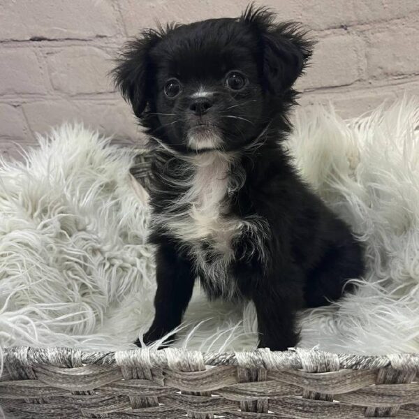 POOCHIN-DOG-Female-Black-9993-Petland Monroeville, PA