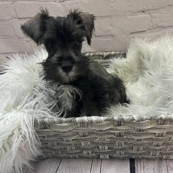 Mini Schnauzer-DOG-Male-Black and Silver-9994-Petland Monroeville, PA