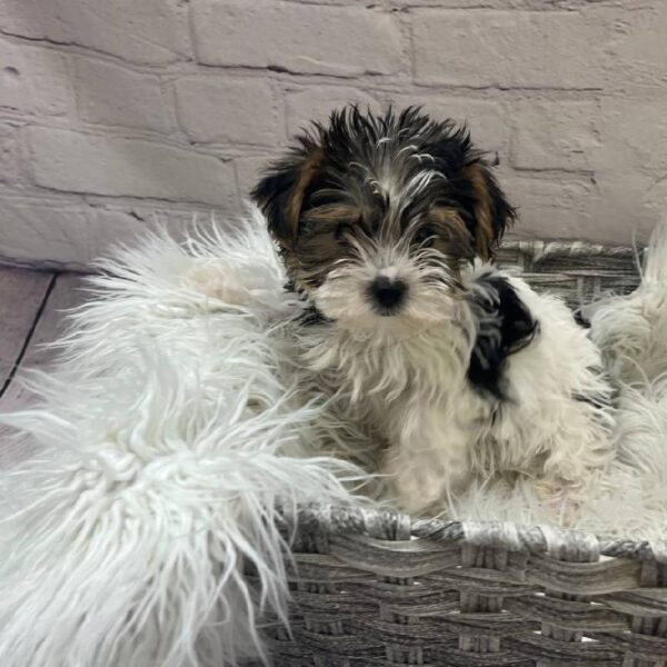 Yorkie-DOG-Female-Black Tan and White-9995-Petland Monroeville, PA