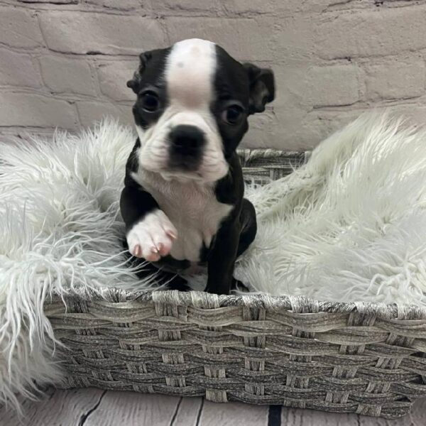 Boston Terrier-DOG-Female-Black Brindle and White-9996-Petland Monroeville, PA
