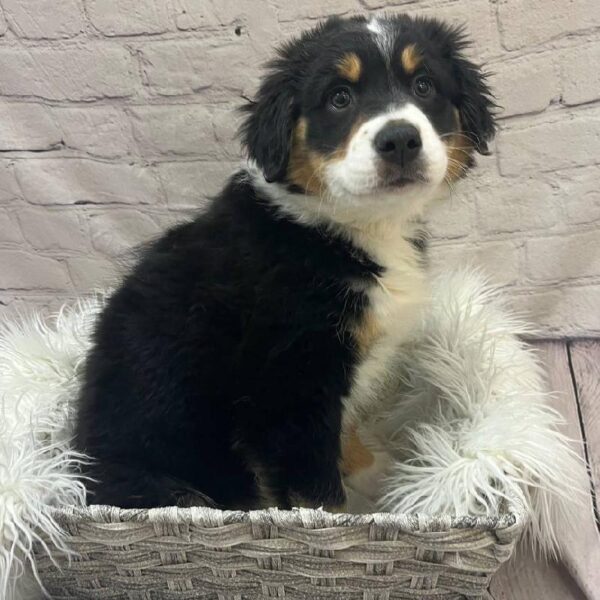Australian Shepherd-DOG-Female-Black and White-9977-Petland Monroeville, PA