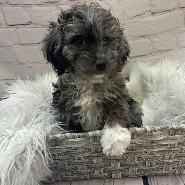 Aussiedoodle-DOG-Female-Blue Merle-9979-Petland Monroeville, PA