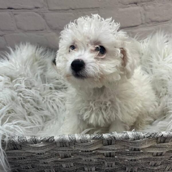 Bichon-DOG-Female-White-9986-Petland Monroeville, PA