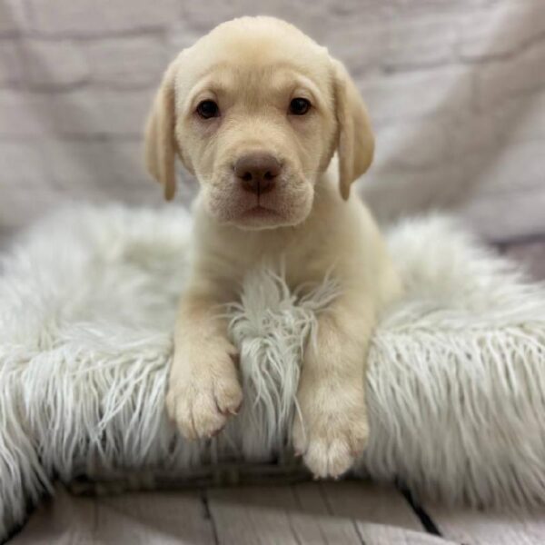 Labrador Retriever-DOG-Male-Yellow-10009-Petland Monroeville, PA