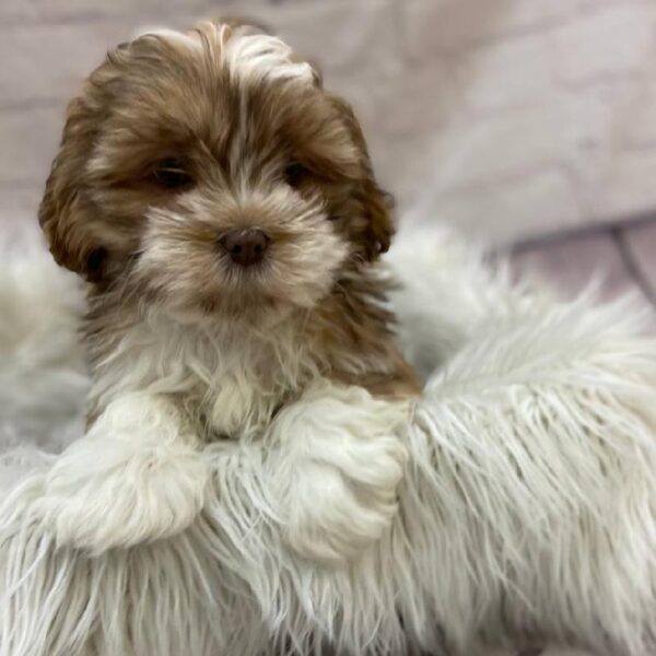 Lhasa Apso-DOG-Male-Golden-10011-Petland Monroeville, PA