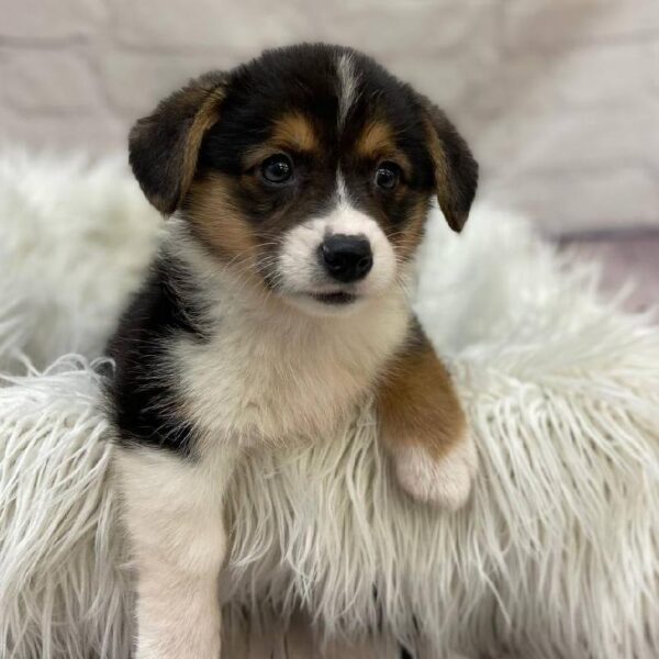 Pembroke Welsh Corgi-DOG-Female-Black White / Tan-10010-Petland Monroeville, PA