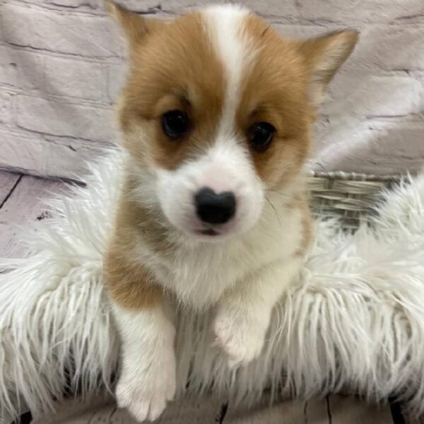 Pembroke Welsh Corgi-DOG-Male-Red-10013-Petland Monroeville, PA