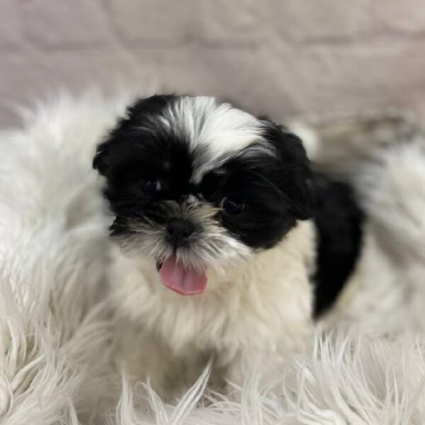 Shih Tzu-DOG-Male-Black / White-10012-Petland Monroeville, PA