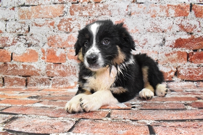 Australian Shepherd-DOG-Female-Black and White-10024-Petland Monroeville, PA