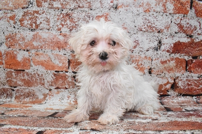 Havamalt-DOG-Male-White-10025-Petland Monroeville, PA