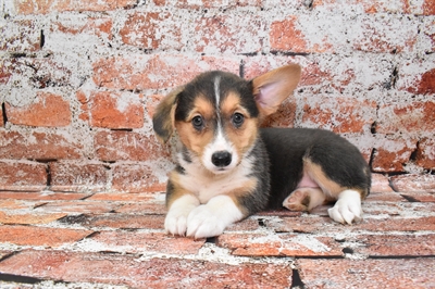 Pembroke Welsh Corgi-DOG-Female-Black and Tan-10027-Petland Monroeville, PA