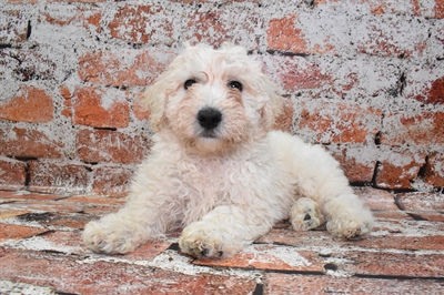 Bichon-DOG-Male-White-10028-Petland Monroeville, PA