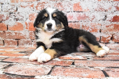 Miniature Australian Shepherd-DOG-Male-Black White and Brown-10029-Petland Monroeville, PA