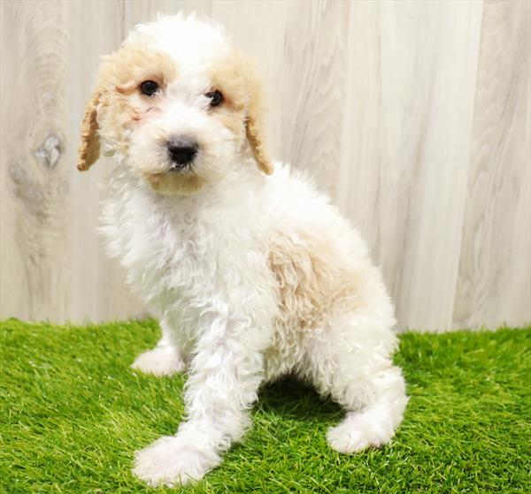 Poodle-DOG-Male-Apricot-10031-Petland Monroeville, PA