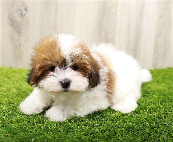 Teddy Bear-DOG-Male-Gold / White-10032-Petland Monroeville, PA
