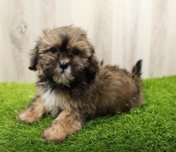 Shih Tzu-DOG-Female-Gold-10033-Petland Monroeville, PA