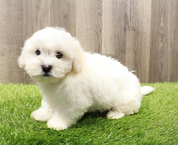 La-Chon-DOG-Male-White-10034-Petland Monroeville, PA