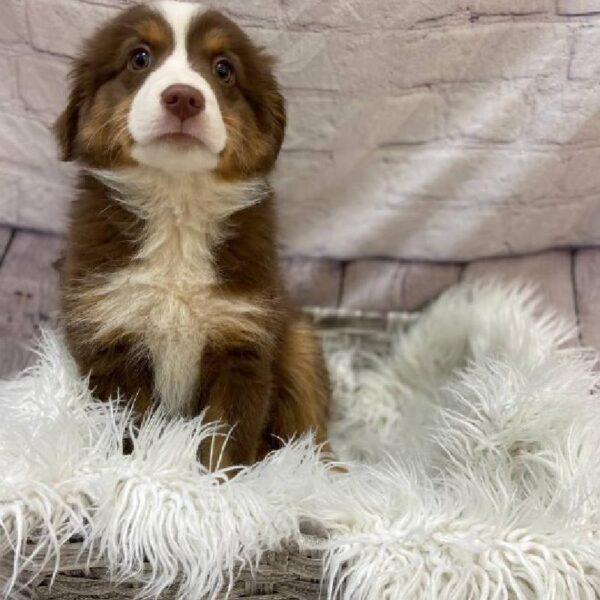 Mini Aussie-DOG-Female-Red White & Tan-10048-Petland Monroeville, PA