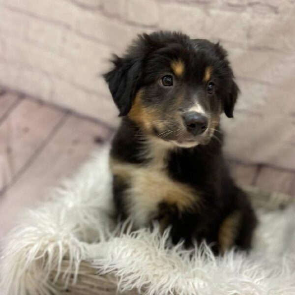 Mini Aussie-DOG-Male-Black White & Tan-10047-Petland Monroeville, PA