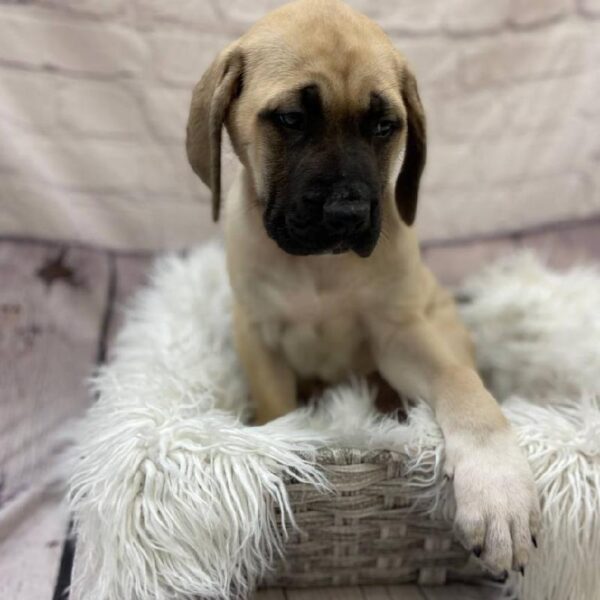 English Mastiff-DOG-Female-Fawn-10050-Petland Monroeville, PA