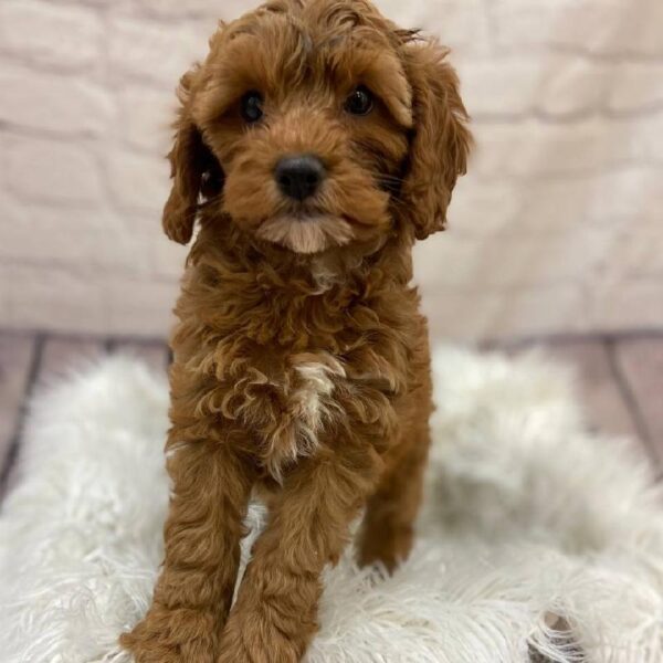 Cavapoo-DOG-Female-Red-10051-Petland Monroeville, PA