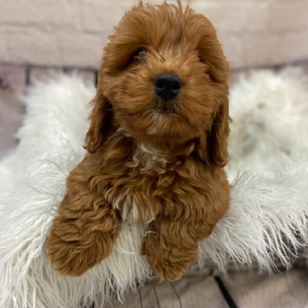 Mini Goldendoodle 2nd Gen.-DOG-Male-Apricot-10052-Petland Monroeville, PA