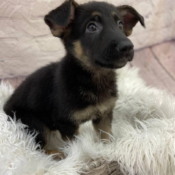 German Shepherd-DOG-Female-Black / Tan-10049-Petland Monroeville, PA