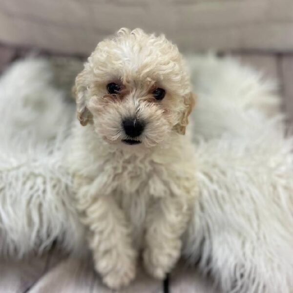 Bichon- Poo-DOG-Male-Cream-10078-Petland Monroeville, PA