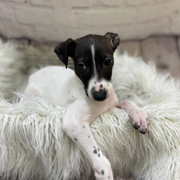 Italian Greyhound-DOG-Male-White and Black-10073-Petland Monroeville, PA