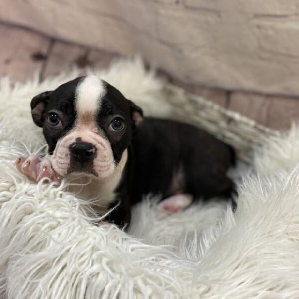 Boston Terrier-DOG-Male-Black and White-10072-Petland Monroeville, PA
