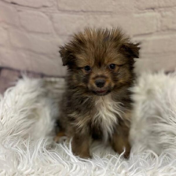 Pomeranian-DOG-Male-Sable-10076-Petland Monroeville, PA