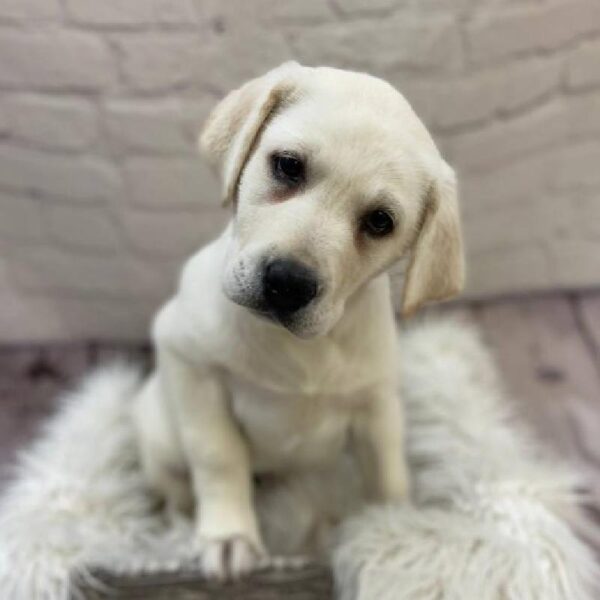 Labrador Retriever-DOG-Female-Yellow-10074-Petland Monroeville, PA