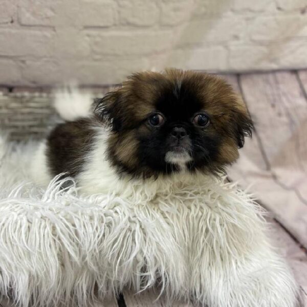 Pekingese-DOG-Male-Red Sable-10082-Petland Monroeville, PA