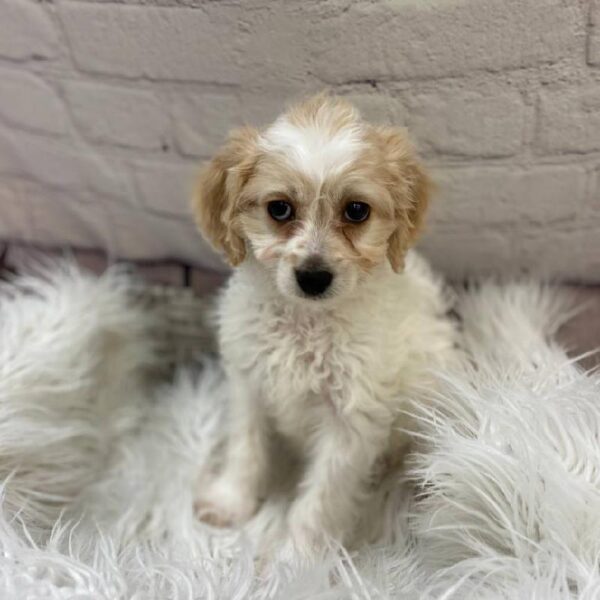 Bichon- Poo-DOG-Female-White and Apricot-10071-Petland Monroeville, PA