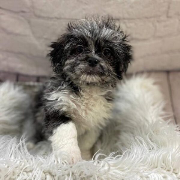 Peke-a-poo-DOG-Male-Grey-10075-Petland Monroeville, PA