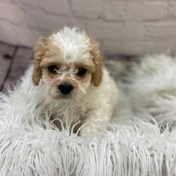 Cavachon-DOG-Male-White and Apricot-10079-Petland Monroeville, PA