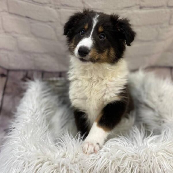 Sheltie-DOG-Female-Black White and Tan-10080-Petland Monroeville, PA