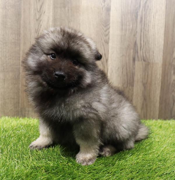 Keeshond-DOG-Male-Silver Sable-10109-Petland Monroeville, PA