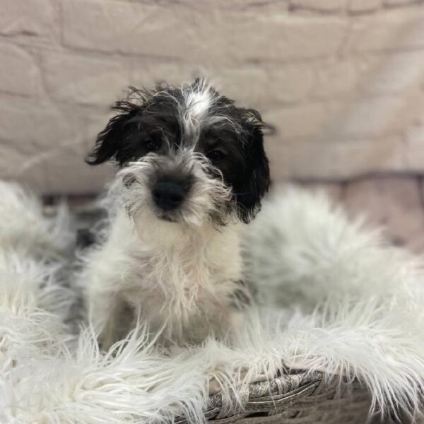 Schnoodle-DOG-Female-Black / White-10111-Petland Monroeville, PA