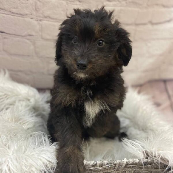 Mini Aussiedoodle-DOG-Female-Black-10114-Petland Monroeville, PA