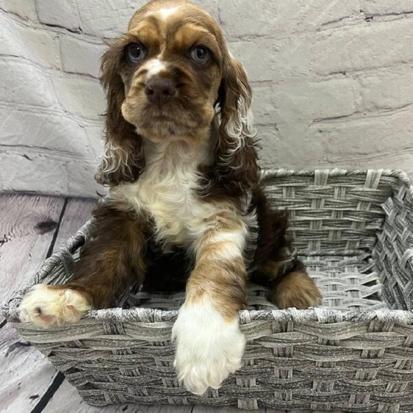 Cocker Spaniel-DOG-Male-Red Roan-10087-Petland Monroeville, PA
