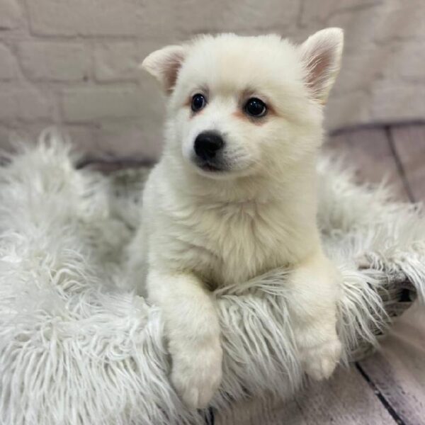 Pomsky 2nd gen.-DOG-Male-Cream-10112-Petland Monroeville, PA