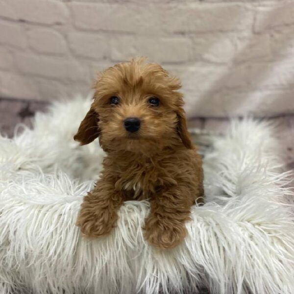Mini Goldendoodle-DOG-Male-Red-10088-Petland Monroeville, PA