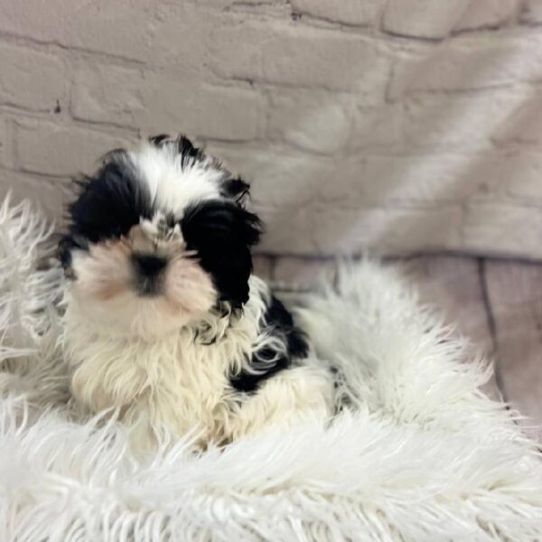 Shih Tzu-DOG-Male-Black and White-10089-Petland Monroeville, PA