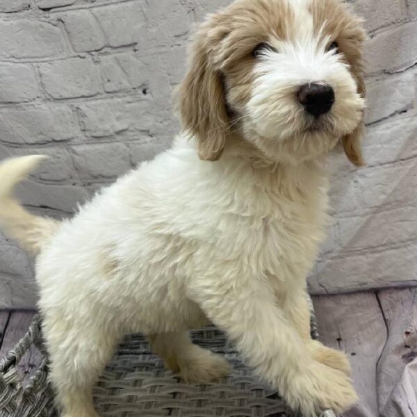 Goldendoodle-DOG-Female-Cream and White-10090-Petland Monroeville, PA