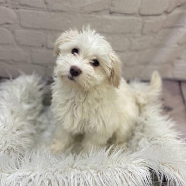 Havanese-DOG-Female-White-10107-Petland Monroeville, PA