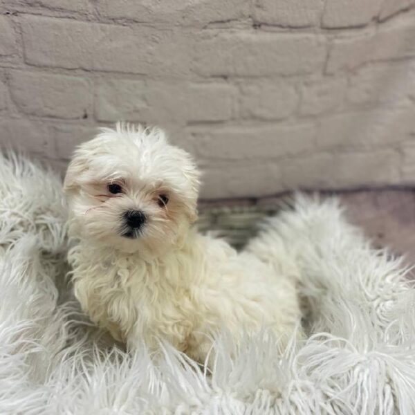 Shipoo-DOG-Male-White-10108-Petland Monroeville, PA