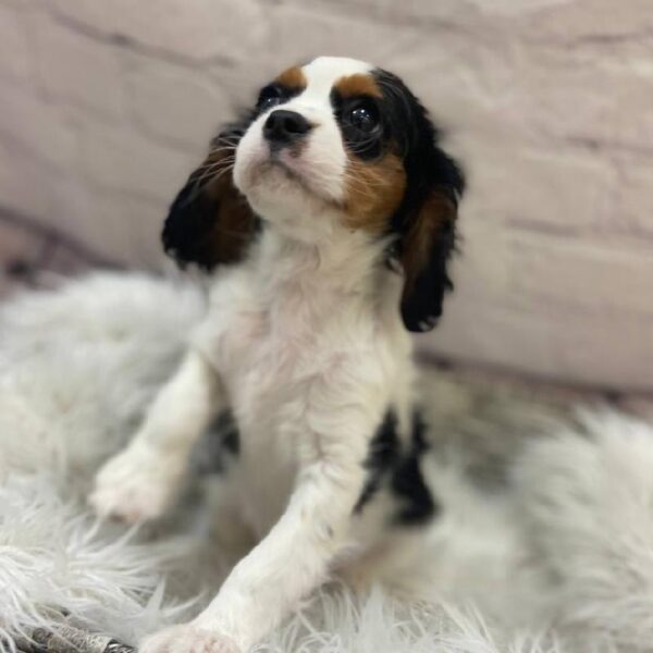 Cavalier King Charles Spaniel-DOG-Female-Black White / Tan-10110-Petland Monroeville, PA